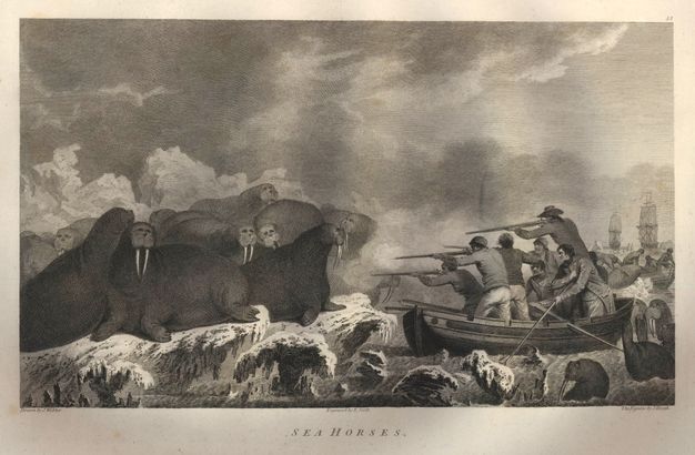 Print. Walruses sit placidly on icy shores as men in rowboats shoot at them with rifles from close range.